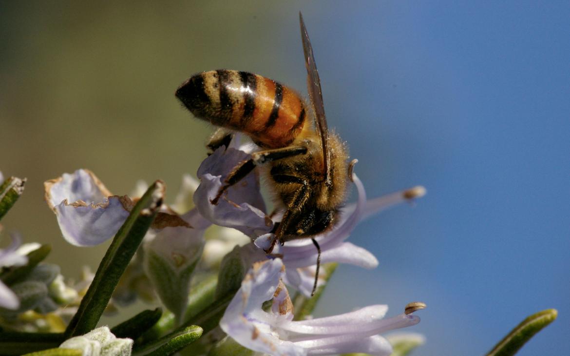 Abeille européenne (apis mellifera) en train de butiner sur une fleur en Italie.
