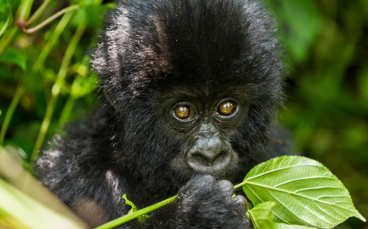 Jeune gorille des montagnes (Gorilla beringei beringei), République démocratique du Congo