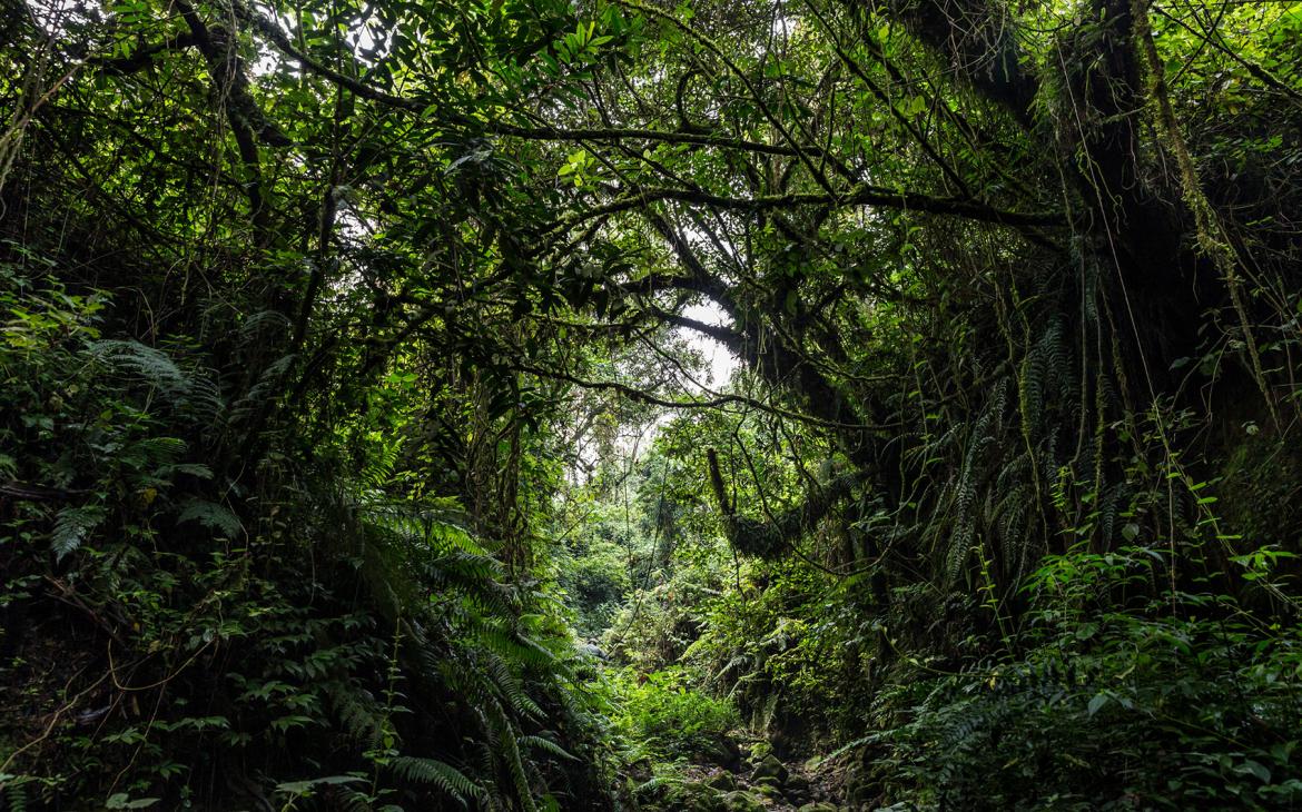 Parc national de Virunga (République démocratique du Congo)