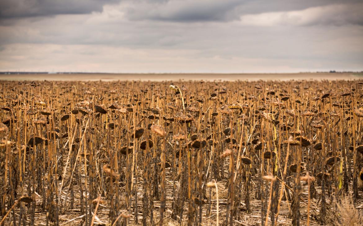 Champs de tournesols qui prouvent la conversation la terre dans les Grandes Plaines du Nord (USA), Dakota du Sud