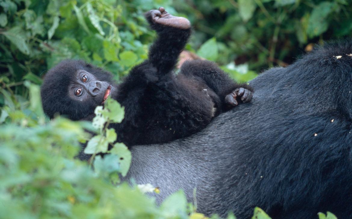 Jeune gorille des montagnes sur le dos de sa mère 