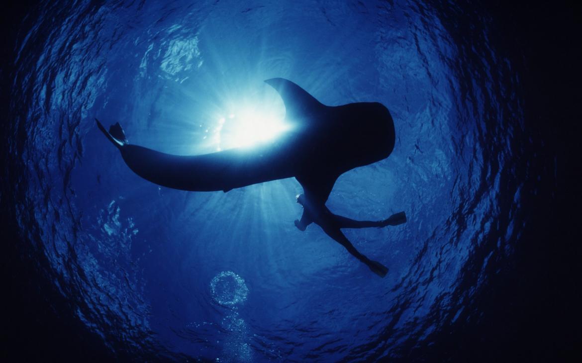 Requin baleine en compagnie d'un plongeur dans l'océan Pacifique