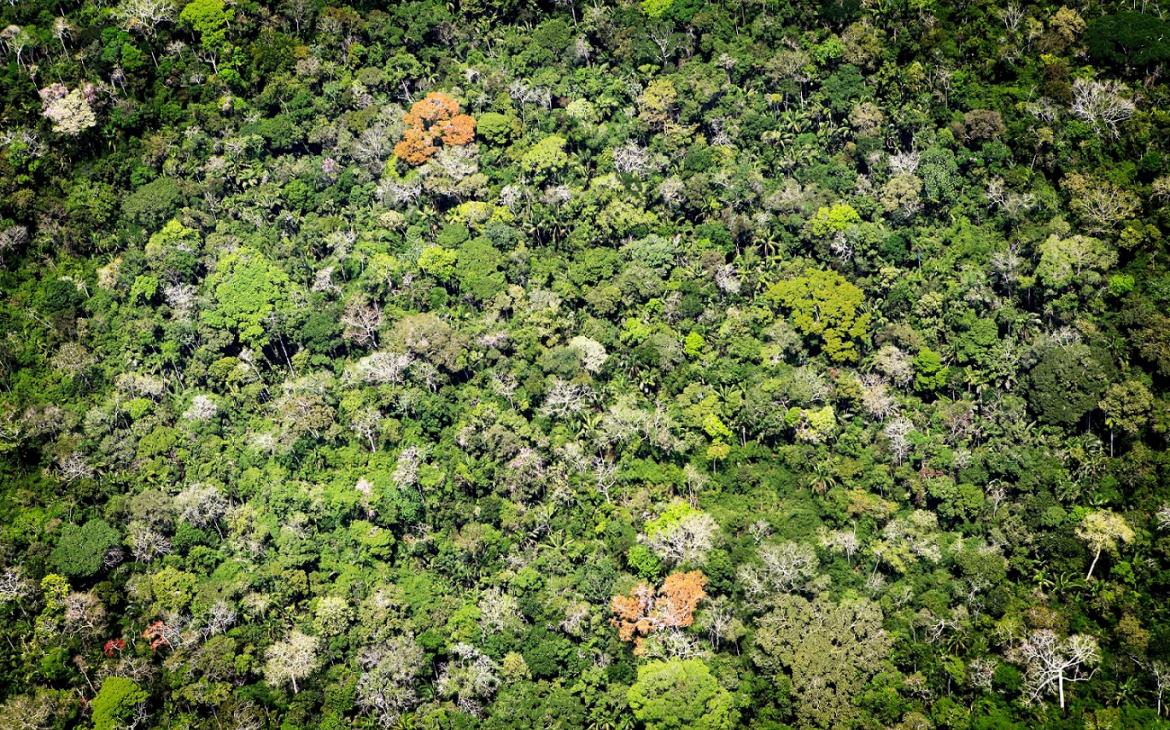 Vue aérienne de la forêt amazonienne au Brésil