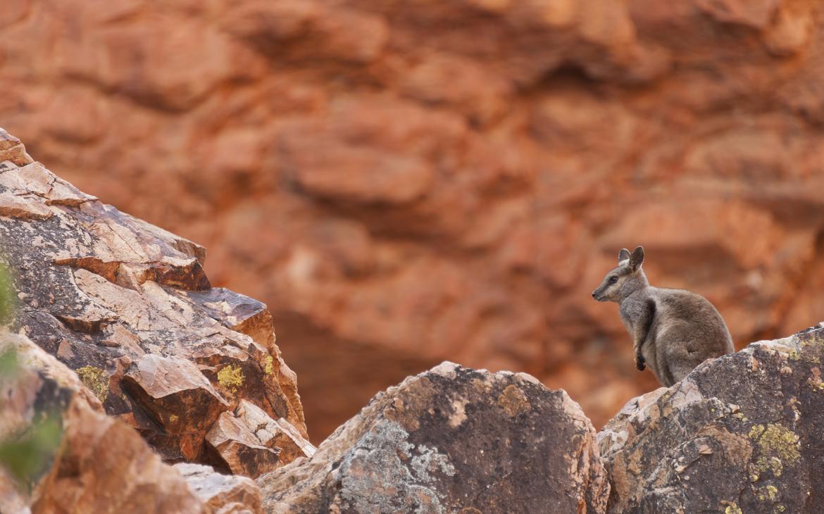 Wallaby des rochers à pieds noirs