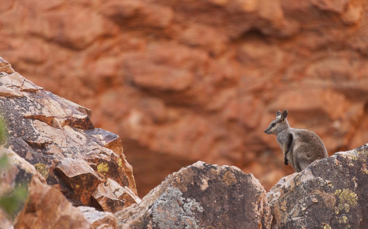 Wallaby des rochers à pieds noirs