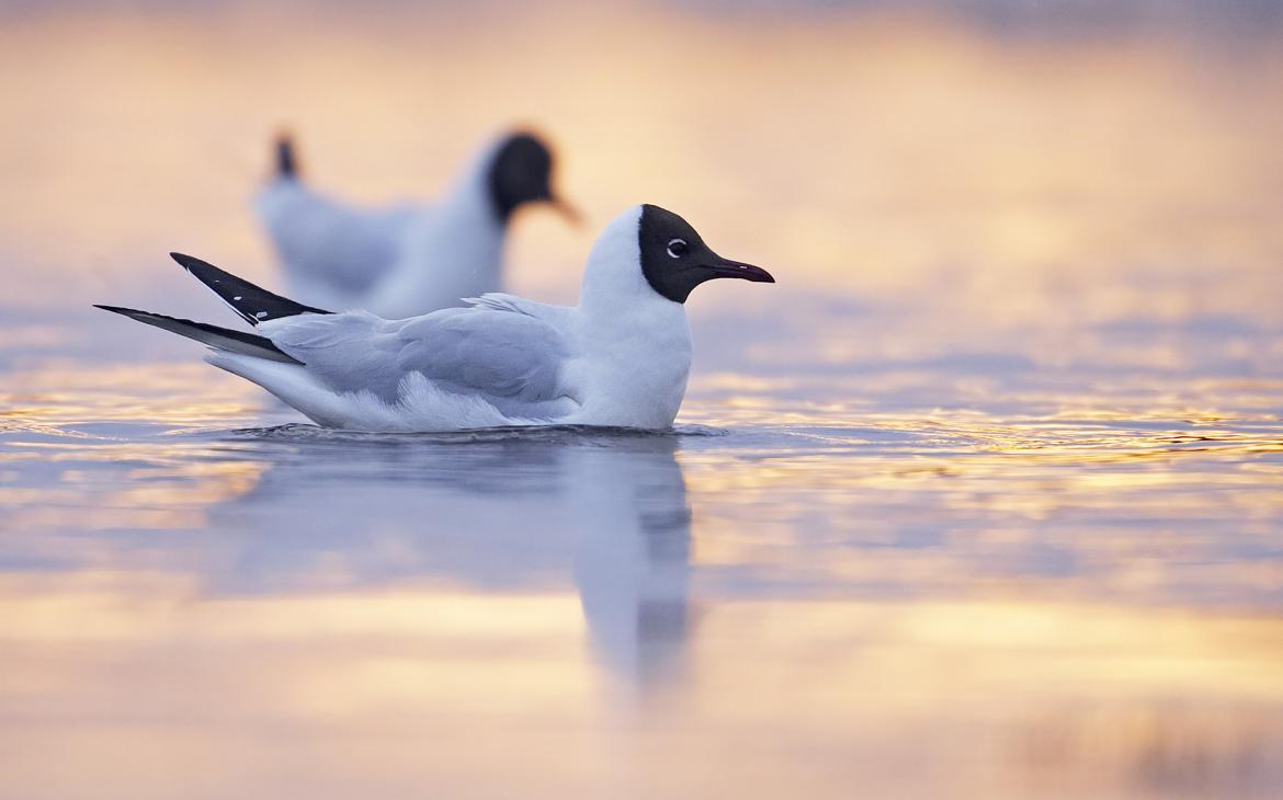 Mouettes rieuses(Chroicocephalus ridibundus), Finlande
