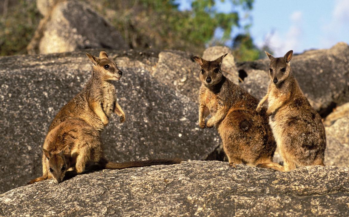 Famille de wallabies des rochers