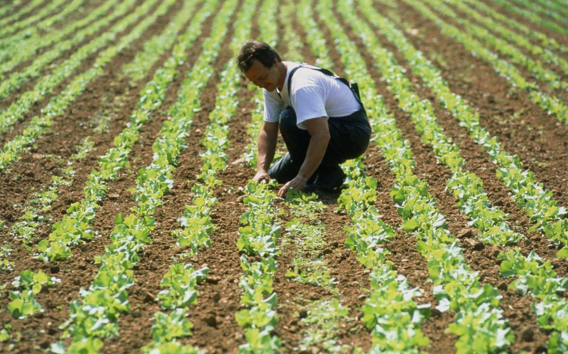 Agriculteur au milieu des ses laitues biologiques