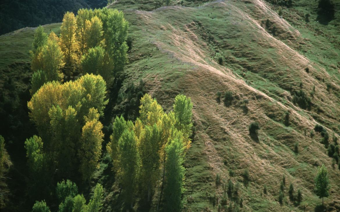 Paysage proche du fleuve Whanganui en Nouvelle-Zélande