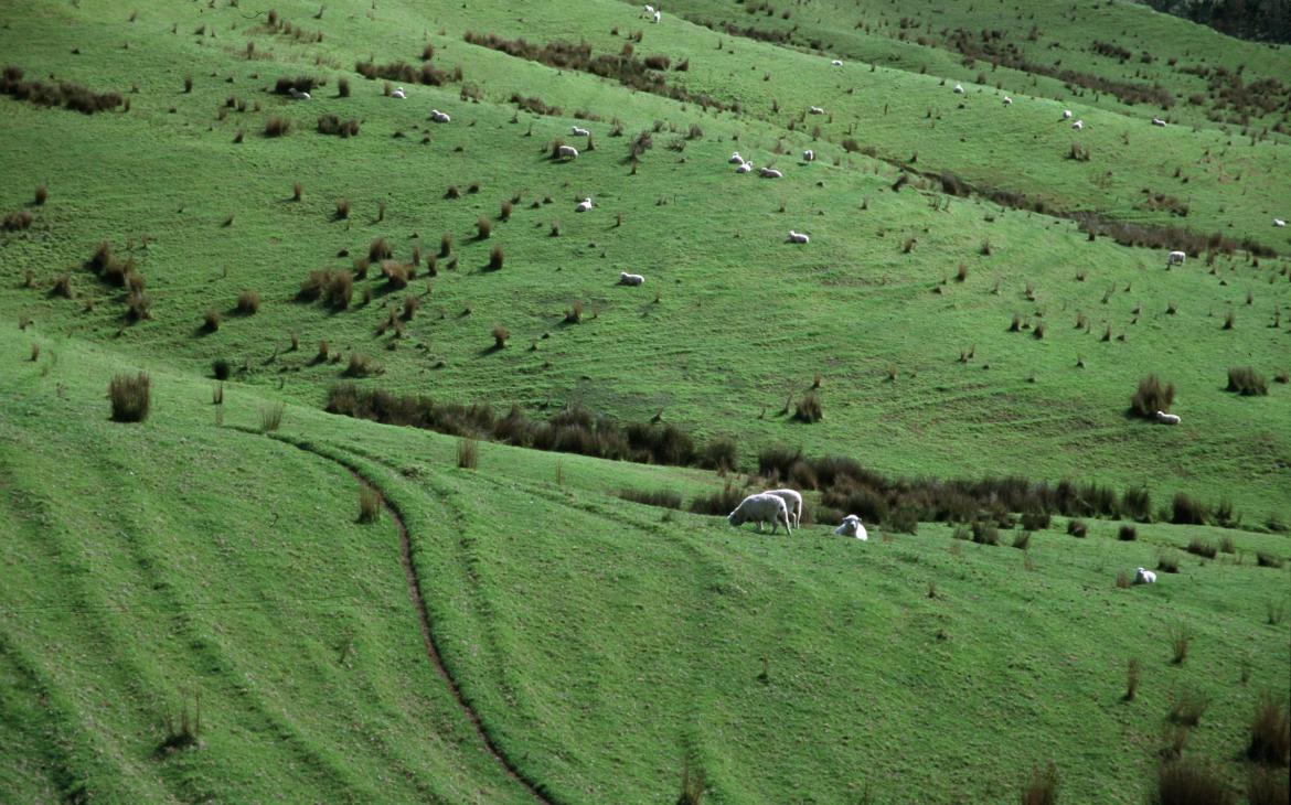 Moutons qui pâturent sur une colline en Nouvelle-Zélande