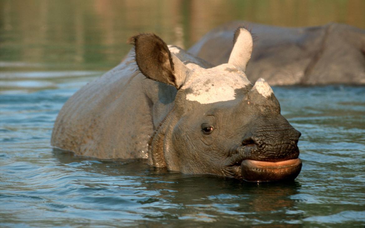 Jeune rhinocéros unicorne dans l'eau, Nepal