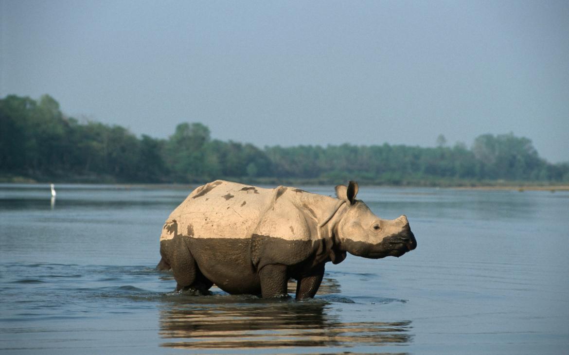 Jeune rhinocéros unicorne, Nepal