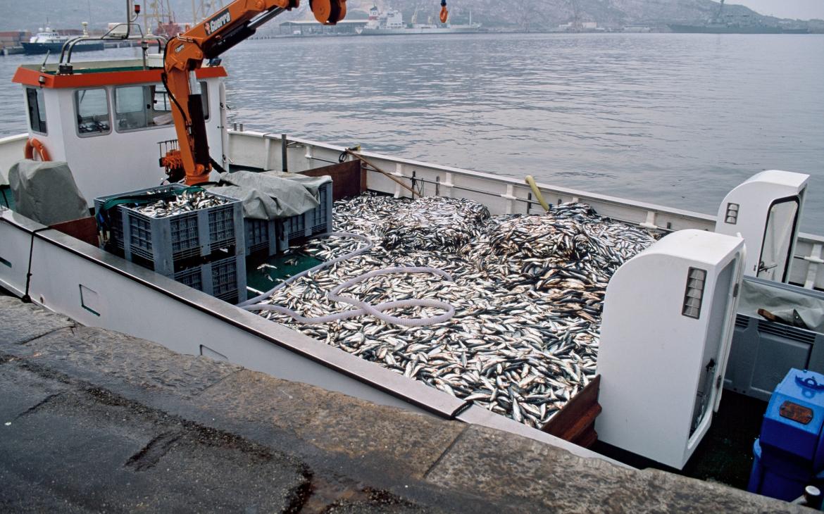 Poissons préparés pour une ferme de thon rouge à Murcie (Espagne)