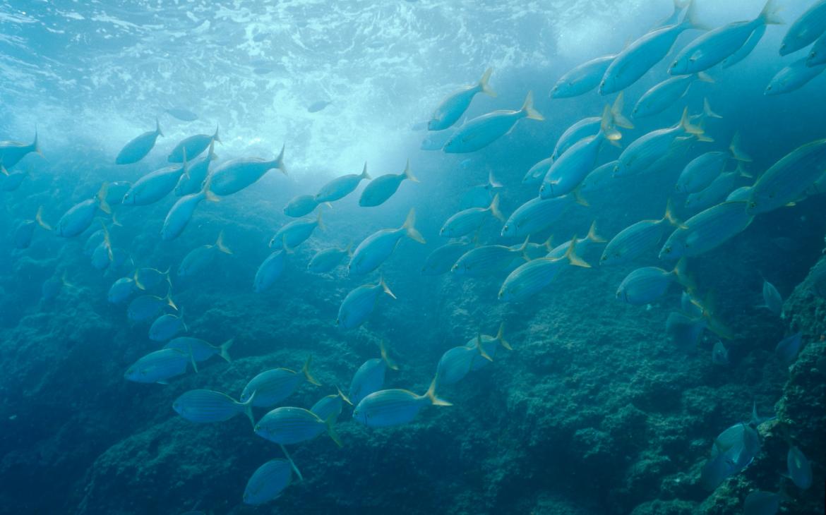 Banc de daurades (Sarpa salpa) en Méditerranée 