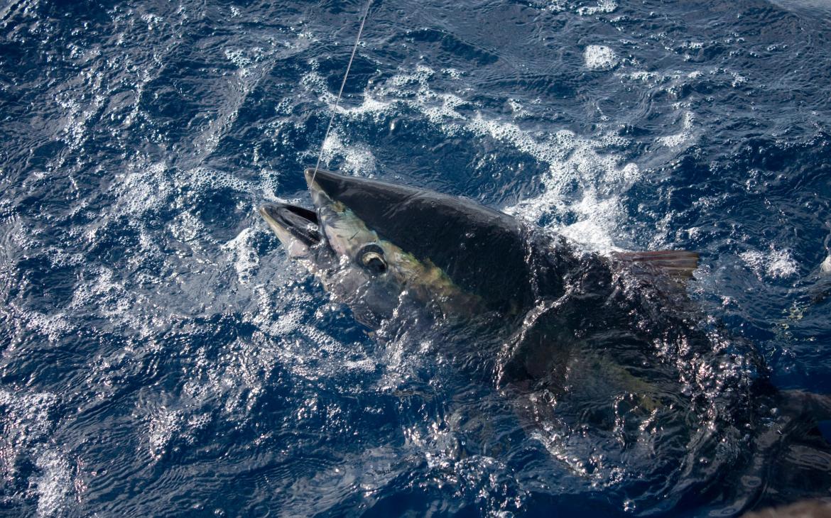 Thon de l'Atlantique (Thunnus thynnus) pris par ligne dans les eaux espagnoles de Méditerranée