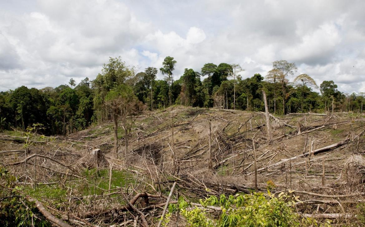 Déforestation due au plantation d'hévéa (Indonésie)