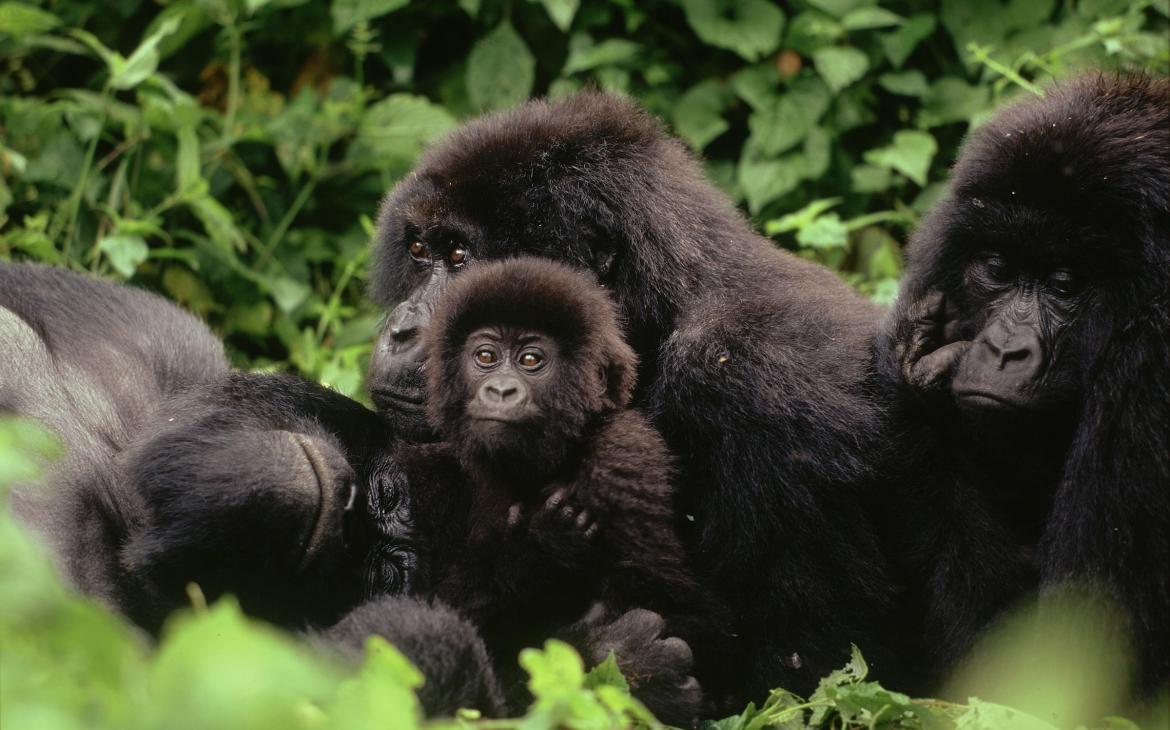 Famille de gorilles des montagnes dans le parc national de Virunga (République Démocratique du Congo)
