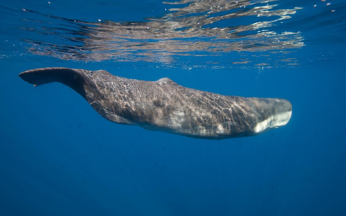 Cachalot (Physeter macrocephalus) en Méditerranée