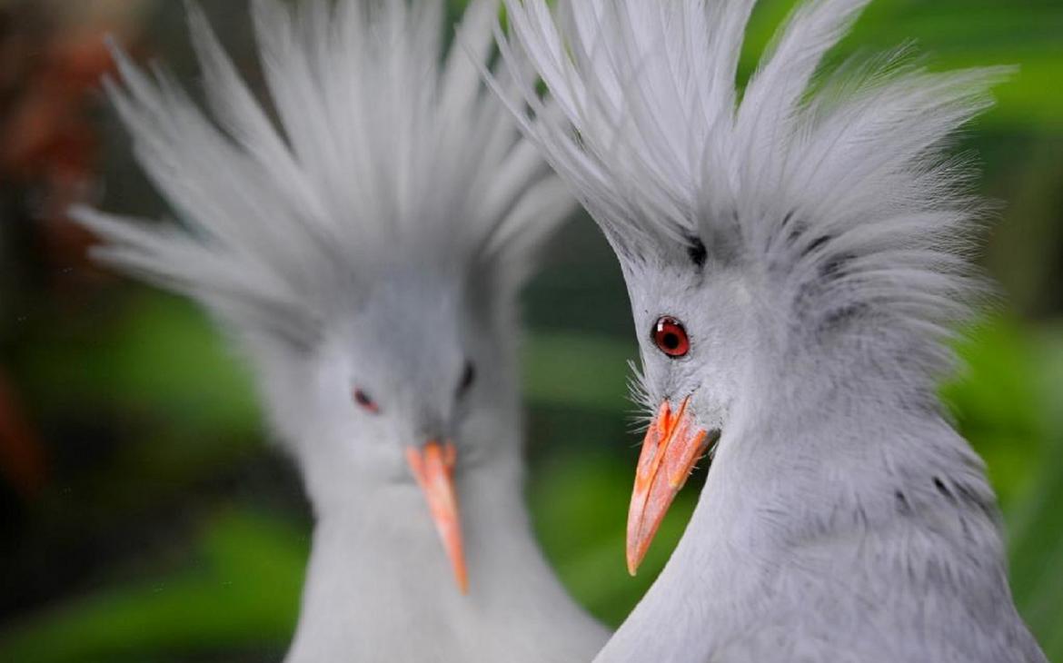 Le Cagou, oiseau emblématique de Nouvelle Calédonie