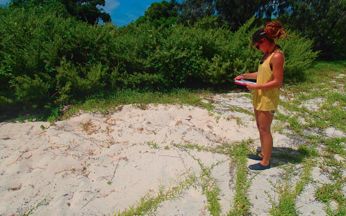 Relevé des empreintes des tortues marines sur la plage du Grand Lagon Sud