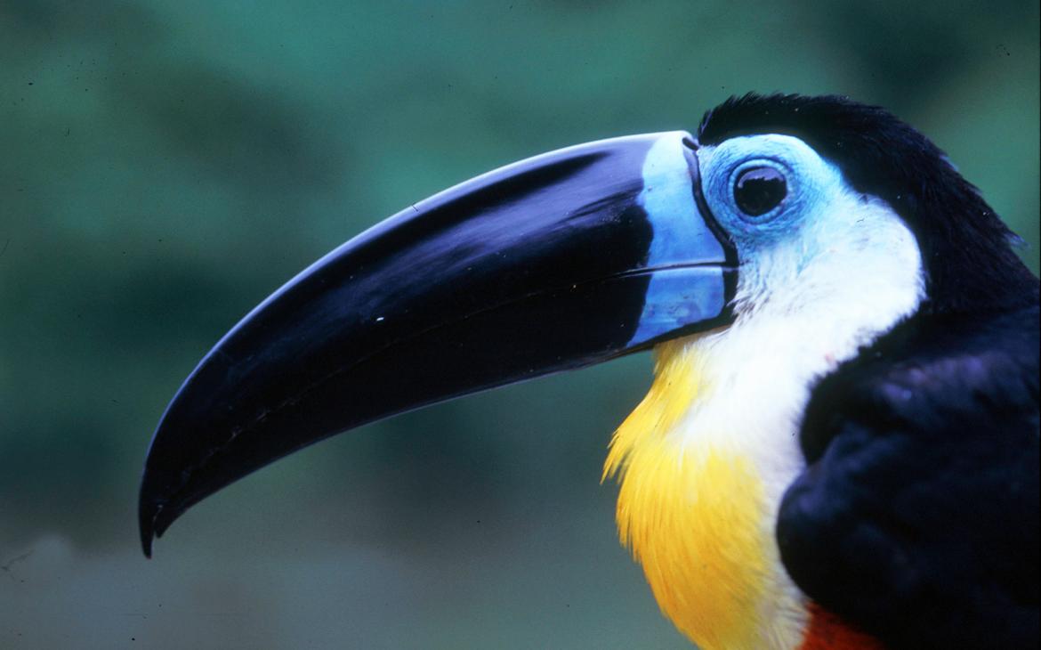 Toucan ariel (Ramphastos vitellinus), le plus grand toucan de Guyane