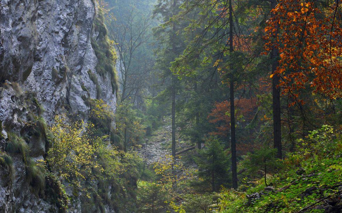 Parc national Piatra Craiului, Sud des Carpates (Roumanie)