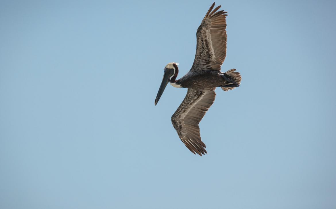 Pélican en train de voler au dessus de Laughing Bird Caye, AMP à Bélize