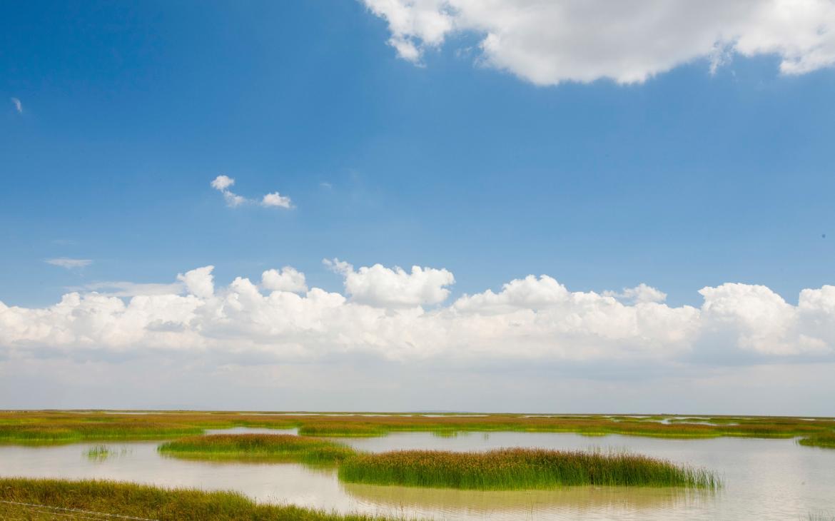 Parc national du Coto Donana