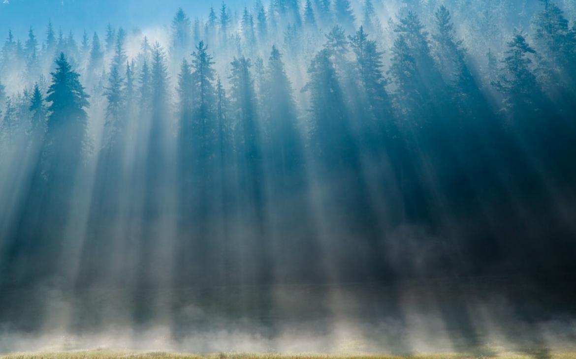 Paysage de forêt dans le Parc national de Pirin