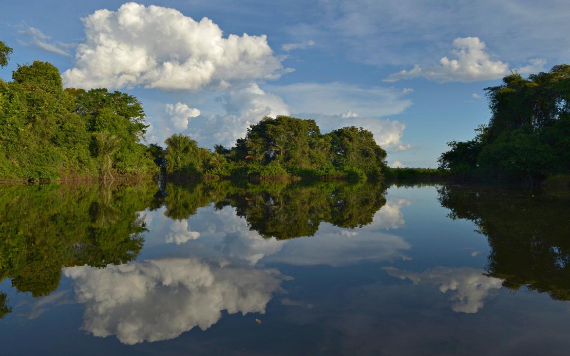 Forêt amazonienne 