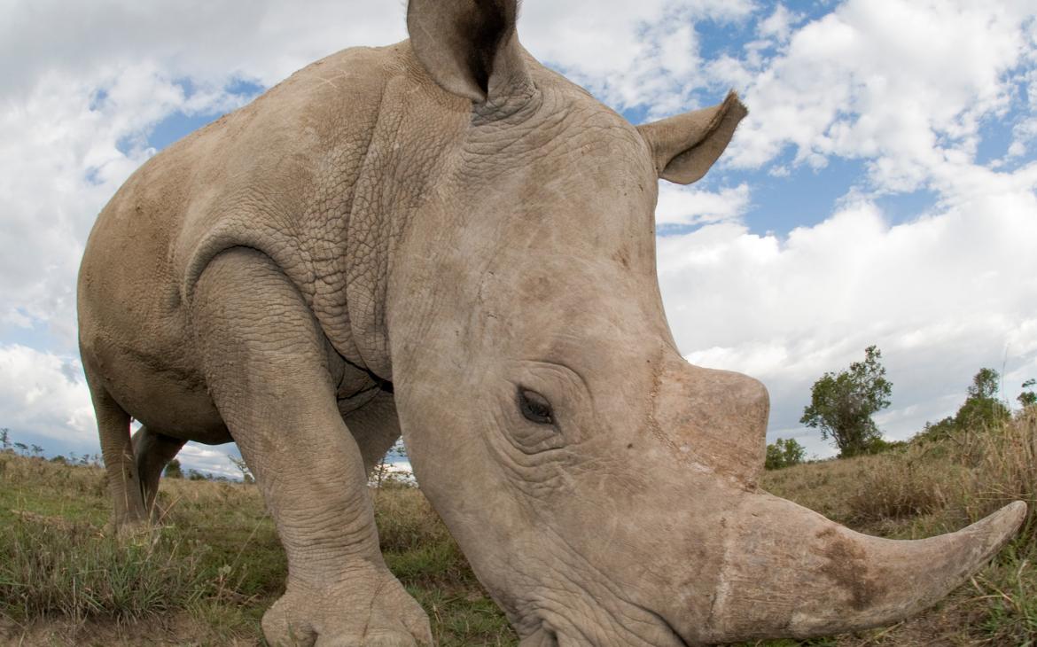 Rhinocéros blanc, réserve naturelle d'Ol Pejeta, Kenya