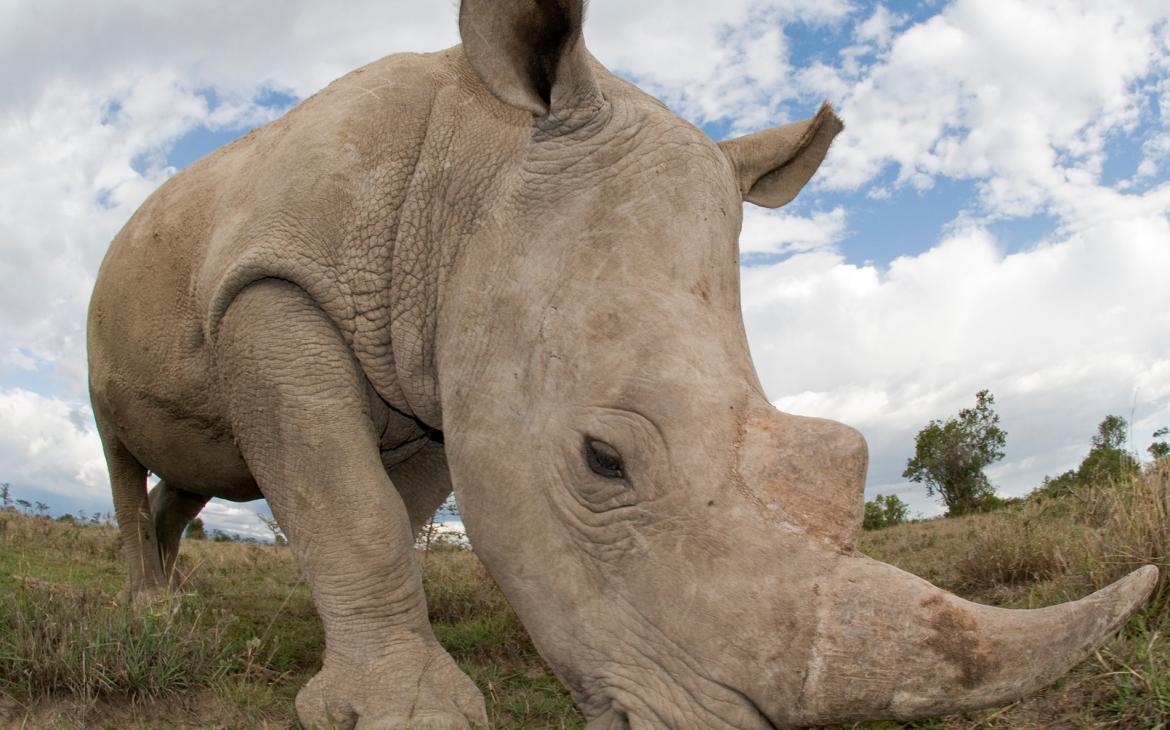 Rhinocéros blanc, réserve naturelle d'Ol Pejeta, Kenya