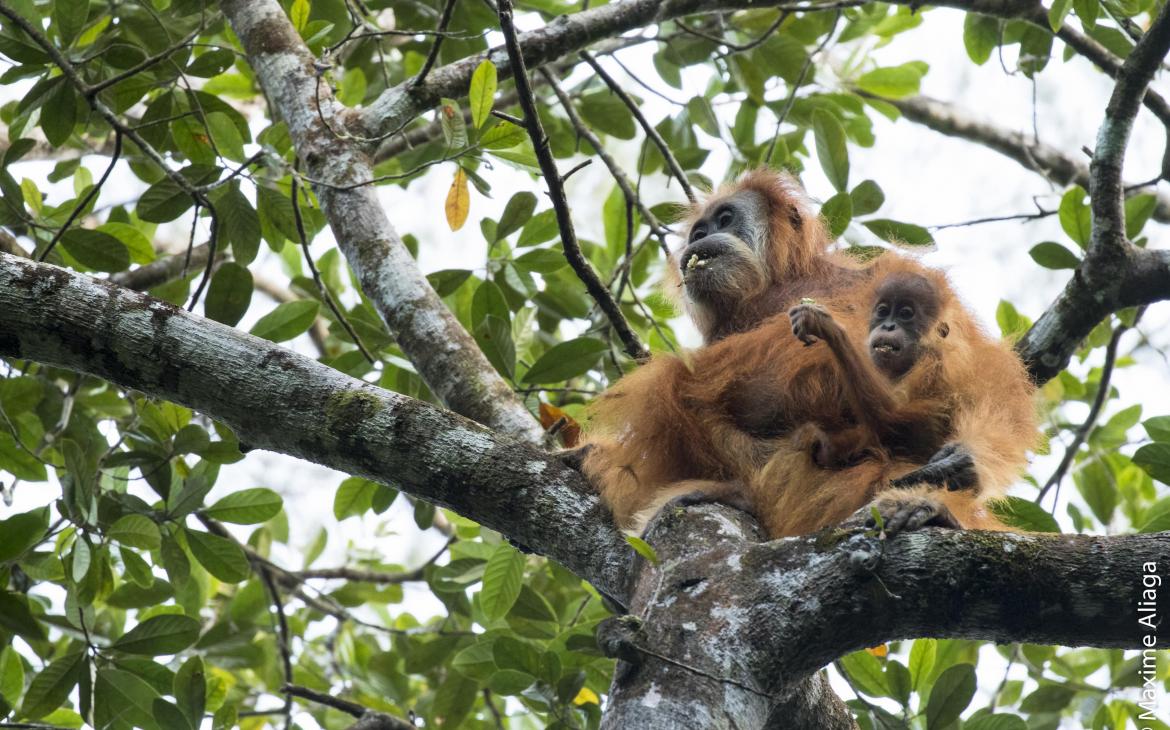 Orang-outan de Tapanuli, Sumatra (Indonésie)