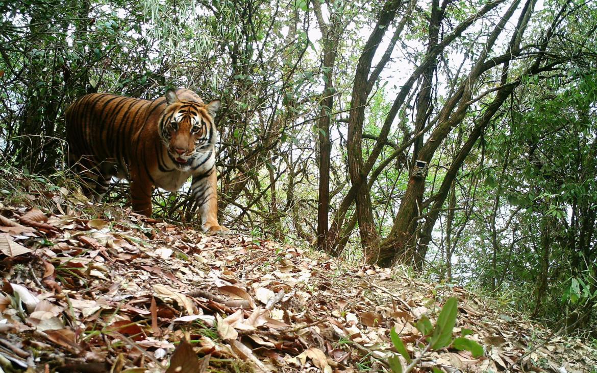 Photo d'un tigre (Panthera tigris) pris en photo par une camera trap, Bhoutan