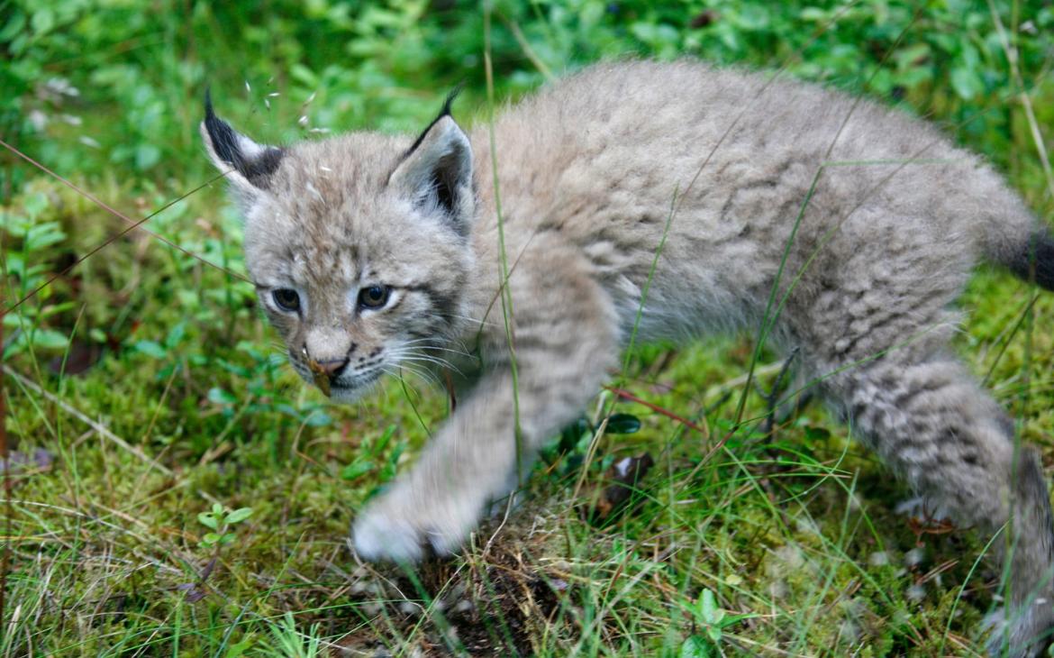 Lynx âgé de deux mois, Pologne
