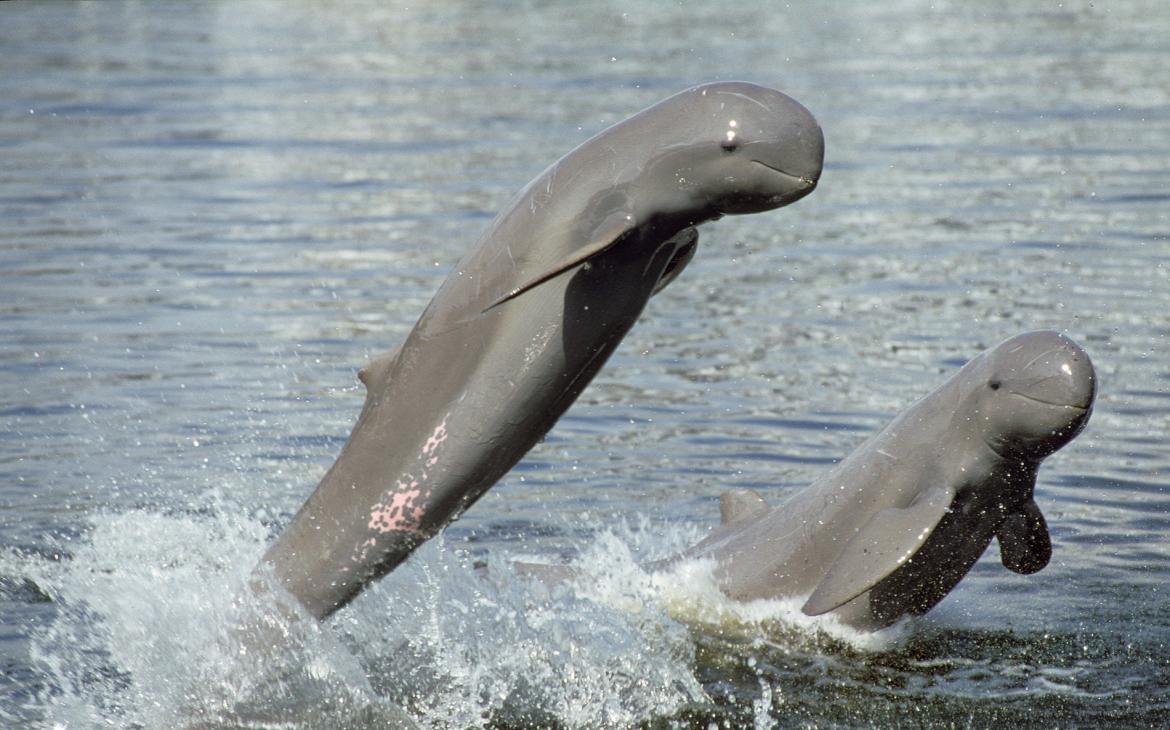 Dauphins de l'Irrawaddy (Orcaella brevirostris), Thaïlande
