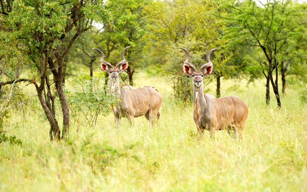 Grands koudous mâles (Tragelaphus strepsiceros), Parc national de Kruger, Afrique du Sud