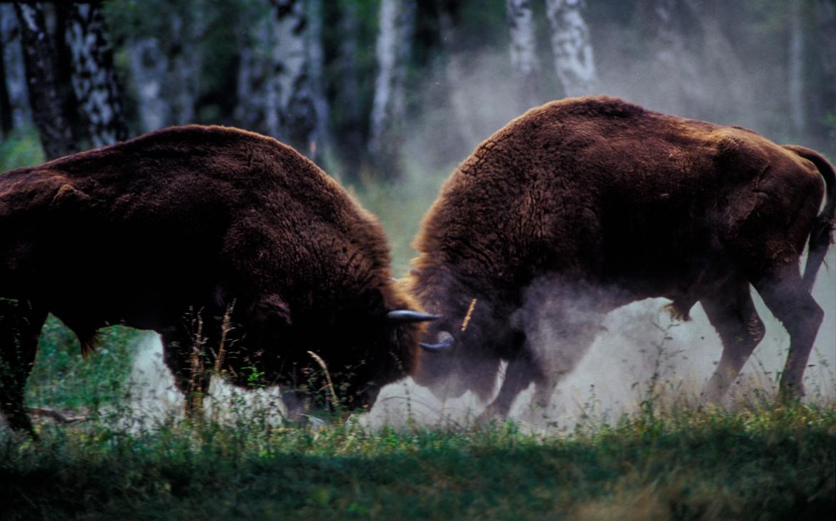 2 bisons d'Europe (Bison bonasus) en train de se battre lors de la saison des ruts, Wisent Game Reserve, Topolčianky (Slovaquie)