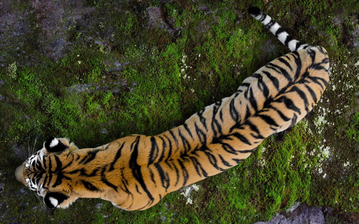 Vue de haut d'un tigre d'Ussuriysk