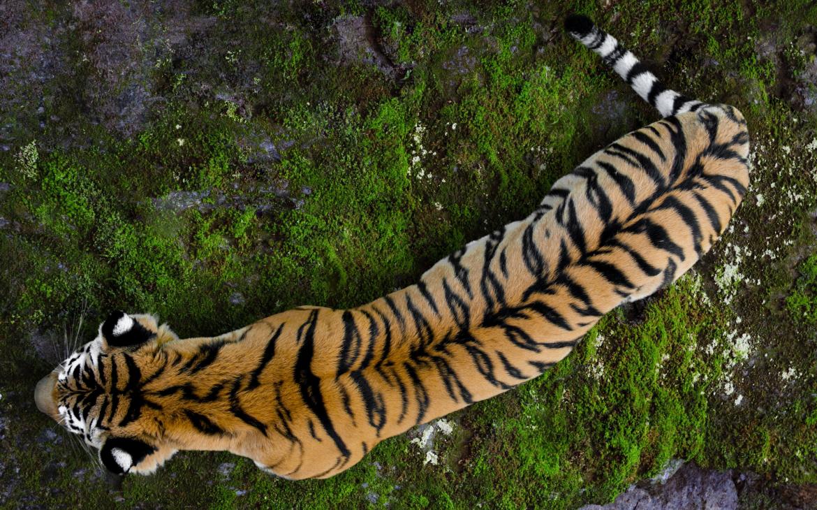 Vue de haut d'un tigre d'Ussuriysk