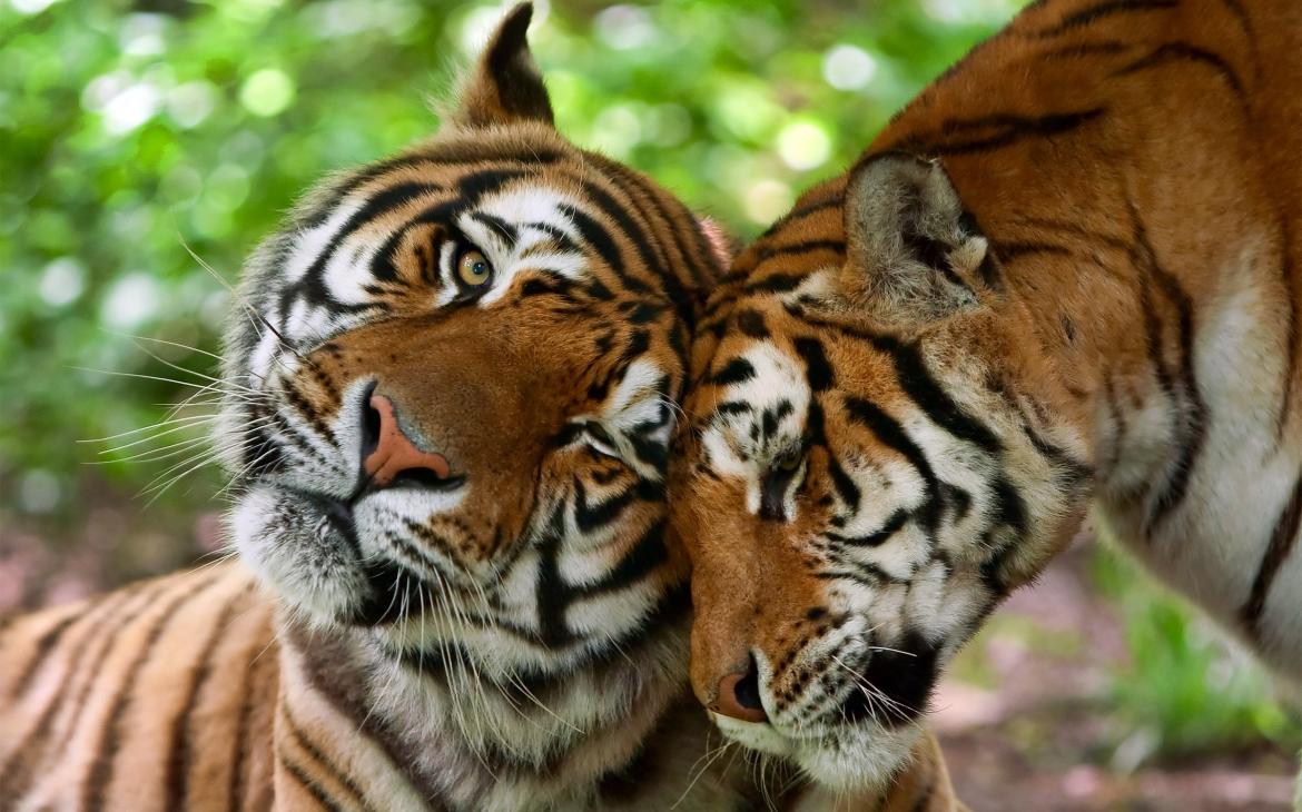 Deux Tigres (Panthera tigris), mâle et femelle 