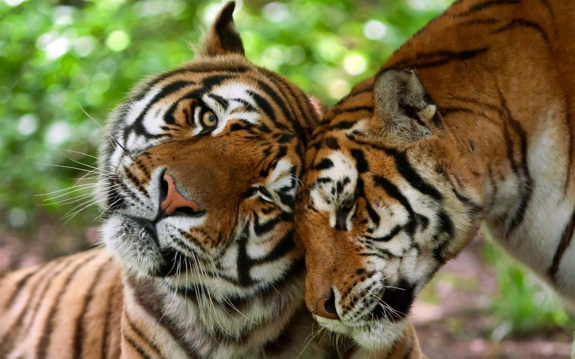 Deux Tigres (Panthera tigris), mâle et femelle