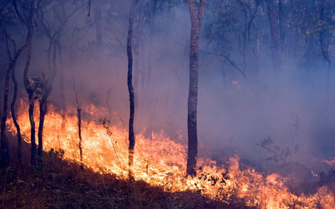 Feu de forêt provoquant la déforestation, Miombo (Zambie du Nord)