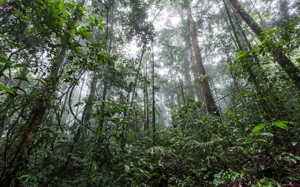 Au coeur de la forêt amazonienne