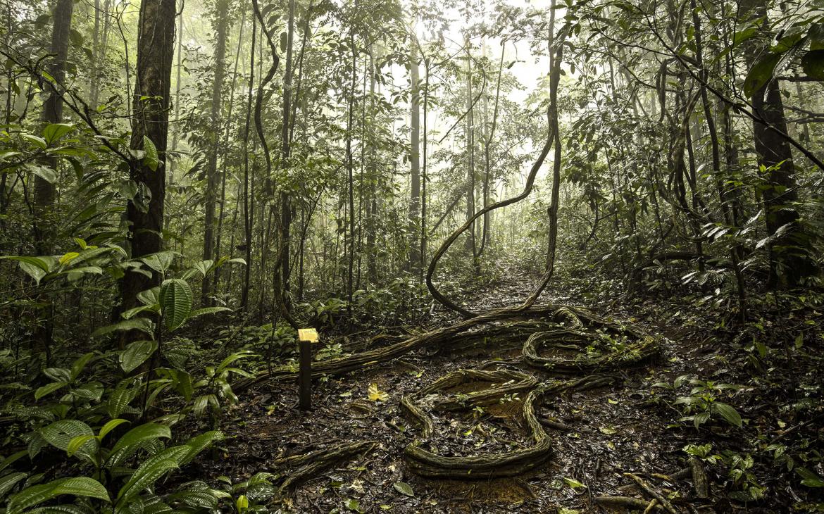 Au coeur de la forêt amazonienne