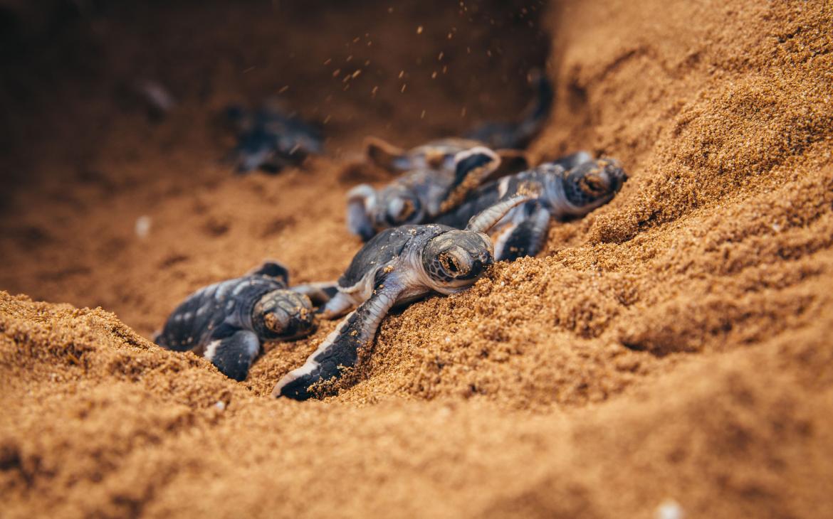 Plusieurs petites tortues marine, Kenya