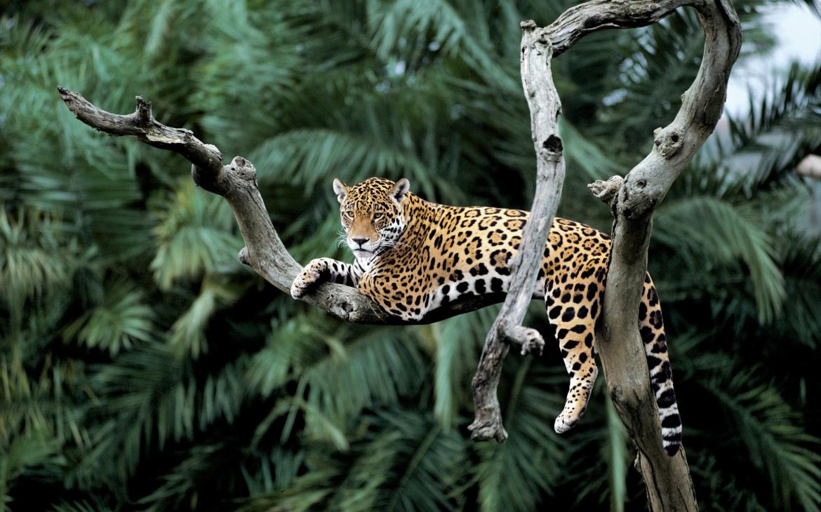 Jaguar (Panthera onca) sur un arbre Pantanal, Brésil.