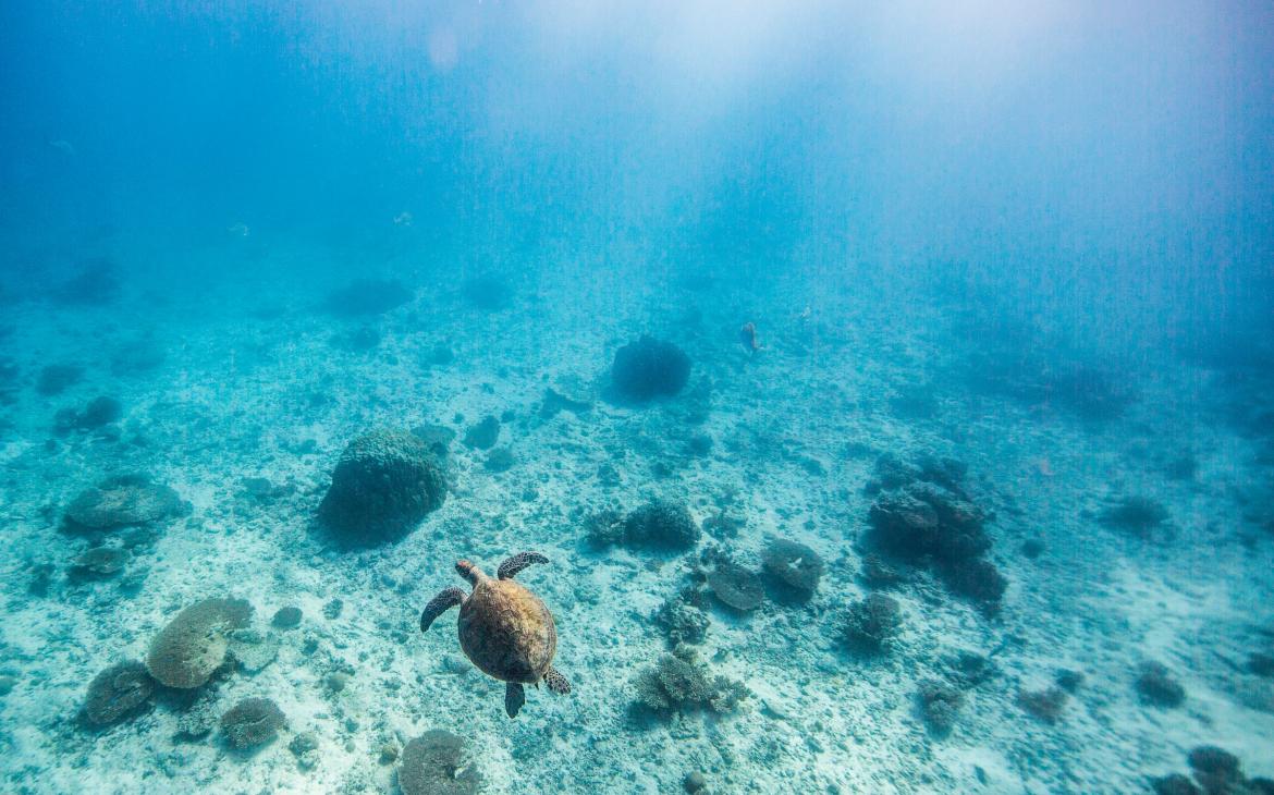 Une tortue verte (Chelonia mydas) en train de nager (Australie)