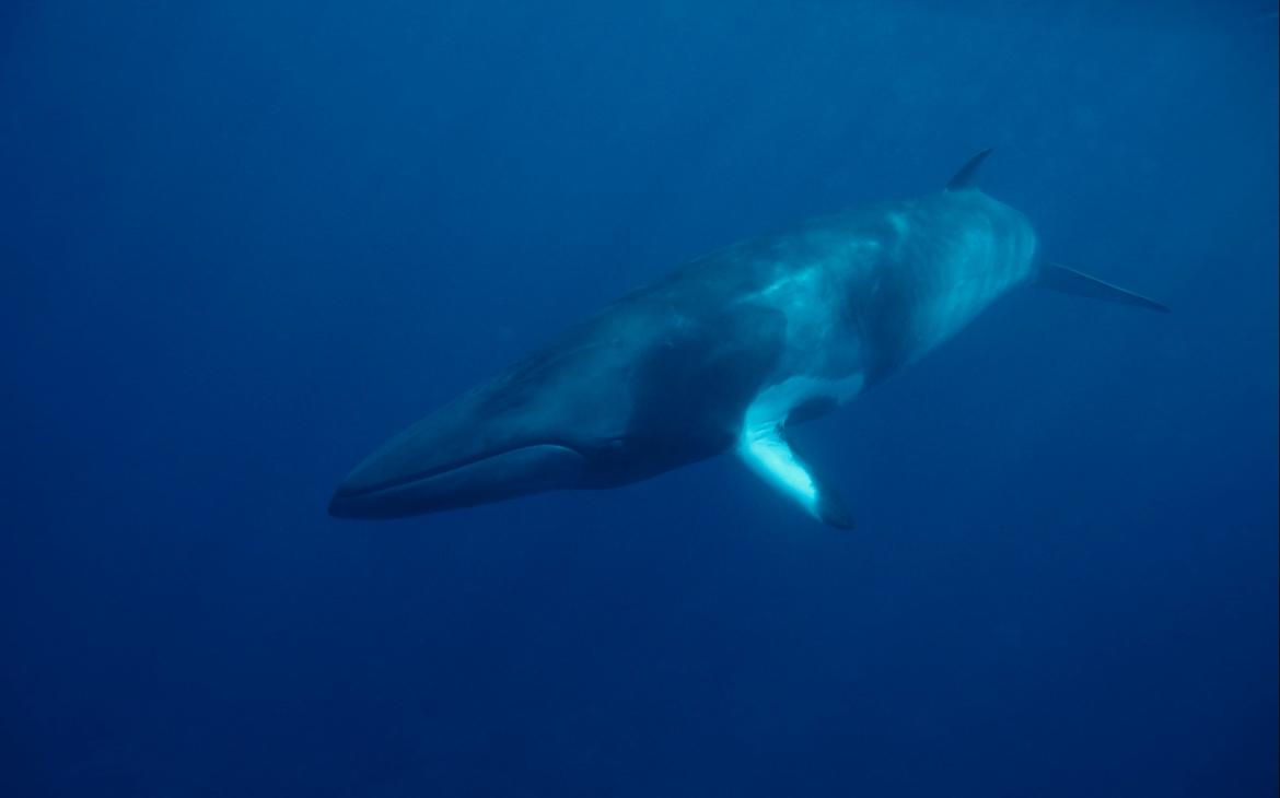 Baleine de Minke (Balaenoptera acutorostrata) dans la grande barrière de corail, Australie