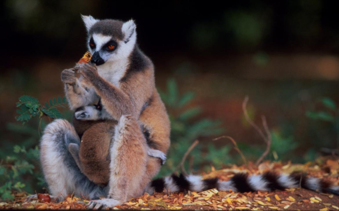 une mère lémurien et son petit enroulé sur son ventre, Madagascar 